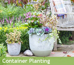 Container planting